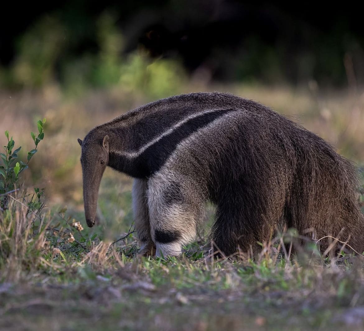 Giant Anteater